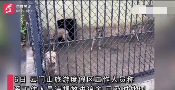 景区动物管理疏忽引发关狗狗误入狼舍事件背后的深思