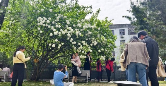 安江农校的绣球花：春光中的美丽与记忆