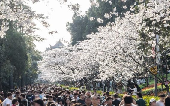 校园春光，花香书香交织的诗意时光