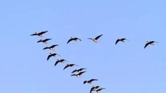 秋的交响曲：成熟与希望的交织