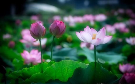 中医调理海绵体功能，重拾男性自信与活力