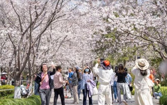 春光明媚，上海文旅市场焕发新生——清明假期游客量激增，街区与景点热闹非凡