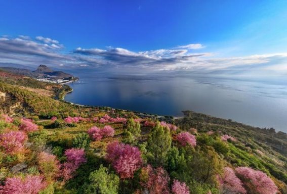 云南的湖光山色，冬樱花与春风共舞