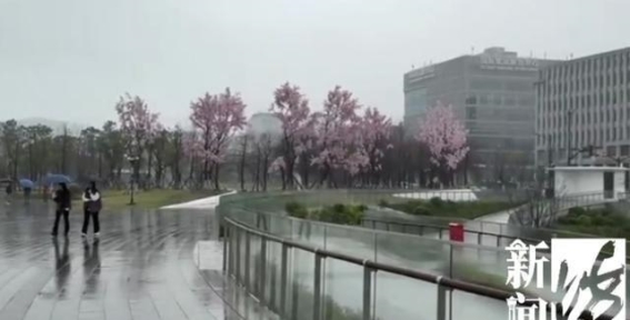 上海假樱花事件引发热议，官方回应背后的故事