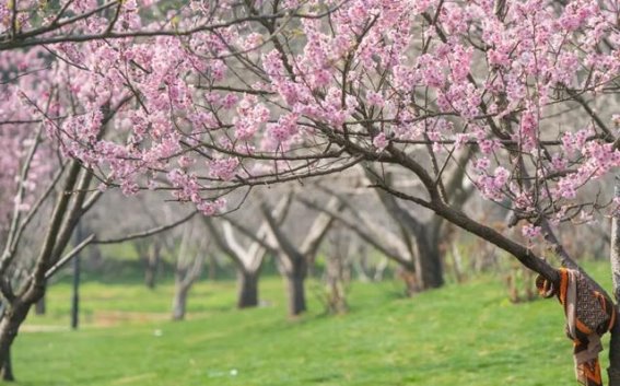 昆山樱花盛宴：春日公园活动与自然美景的完美融合