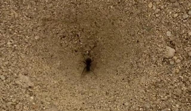 蚁狮：沙漠中的精妙生存机制