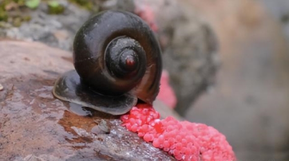 福寿螺横行中国40年！它的致命弱点让人啼笑皆非，稍有不慎就被一锅端了！