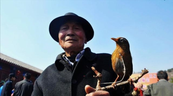 2025年让鸟健康：避免这三个喂养误区