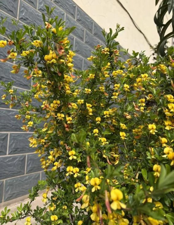 金雀花与记忆的交织