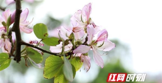 江永春日的洋紫荆花海：如梦如幻的春光