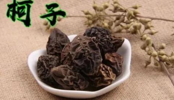 每日一味中药——柯子（诃子）