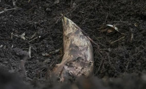 冬笋尝鲜正当时，西山岛的冬季味道