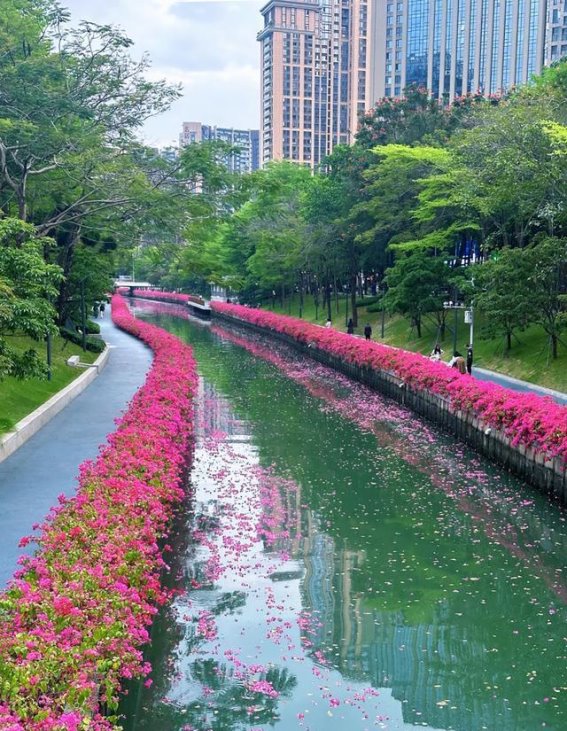 深圳后海中心河绿道：闹市中的诗意花园