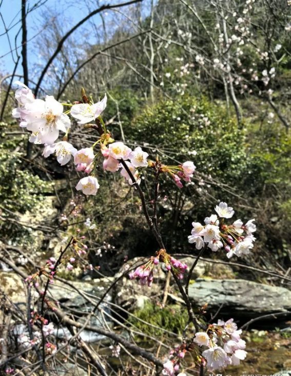 壁山野樱岭：与春天和历史同行