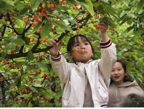 瓮安春日樱桃采摘：与大自然的亲密接触