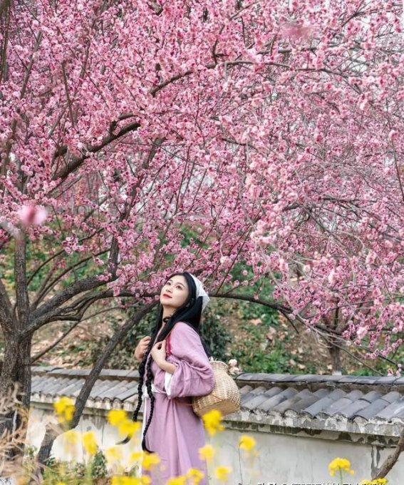 武汉花乡茶谷：梅花与茶园交织的春日仙境