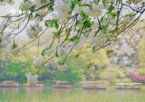 西湖景区清明假期游客量创新高，彰显春游热潮