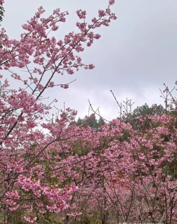 探索春日仙境——厦门七彩池与樱花秘境之旅