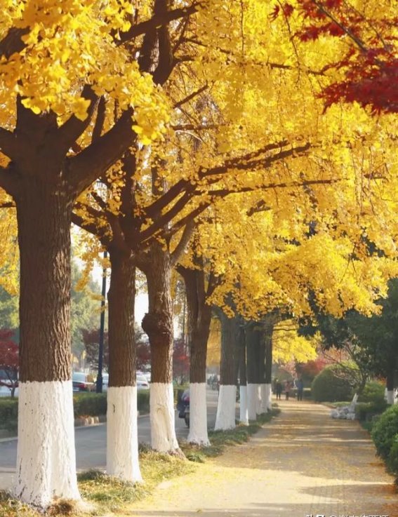 苏州秋天的金色乐章