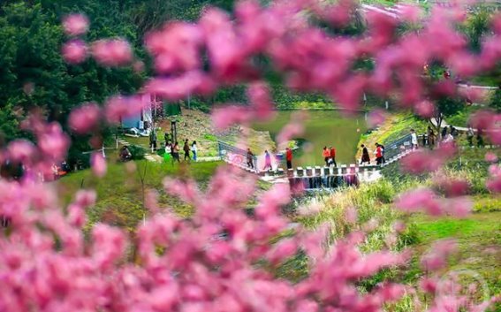 春日的光影：重庆春色摄影展作品赏析