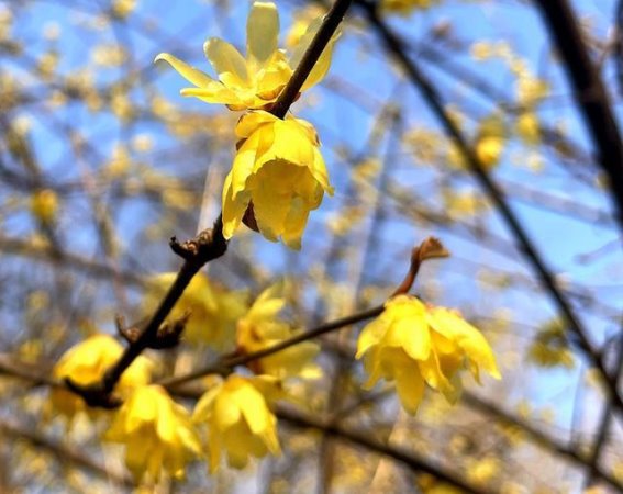 初春的蜡梅，温柔绽放在绿道旁