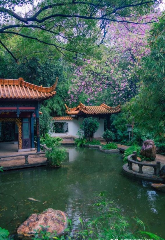 阴雨中的广州兰圃，才是最诗意的打卡地