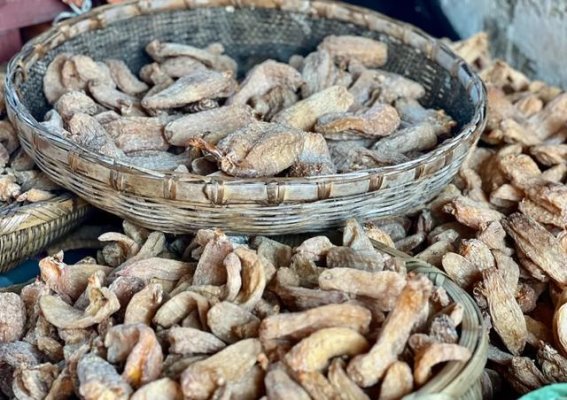 小村的金疙瘩：永胜天麻的丰收盛宴