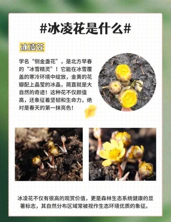 冰凌花开，春天已至 —— 长春莲花山的春日奇观