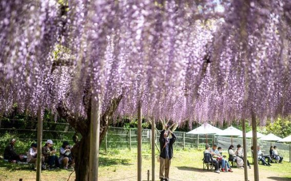 日本足利：紫藤花开，春日之美