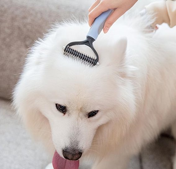 为什么狗狗喜欢挨着你睡觉？原来不只是爱你，还有这些原因！