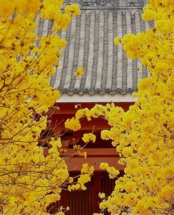 光孝寺的黄花风铃木：春天里的金色韵律