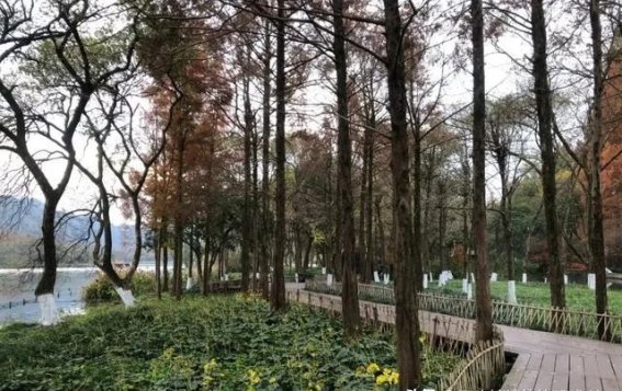 趁秋冬阳光正好，来杭州茅家埠发呆吧，感受心灵的宁静与自然的馈赠