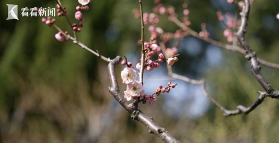 莘庄公园梅花绽放，早春暖阳中的美丽邂逅