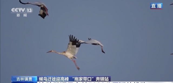 候鸟归来：莫莫格湿地的秋季奇观