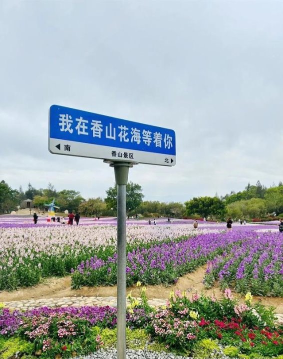 香山郊野公园的紫罗兰花海，错过一年等一回！