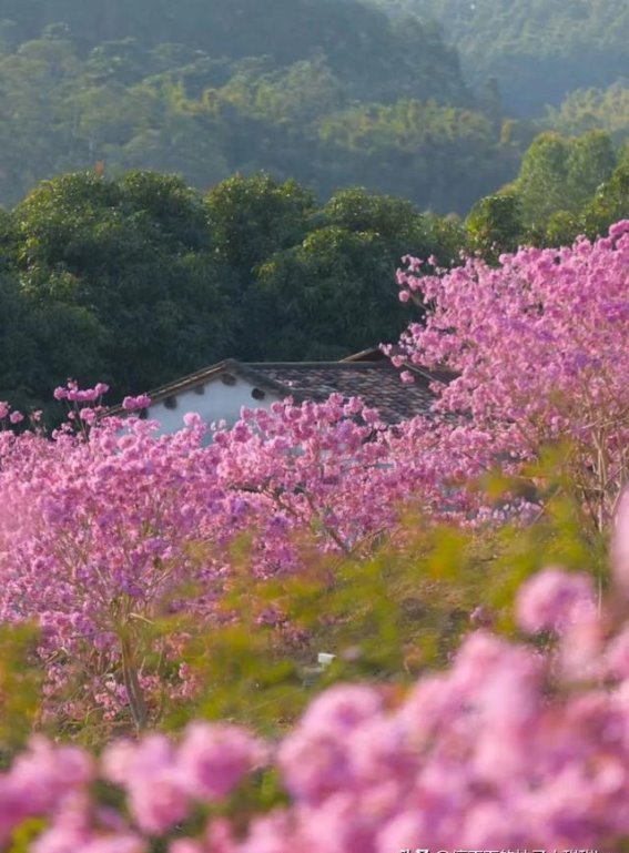 广东紫色花海：免费花田，宛如梦境的浪漫之地