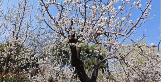 菏泽公园春光明媚 花如雪醉游人