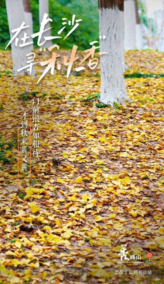 秋香寻踪：长沙秋日的诗意与温柔