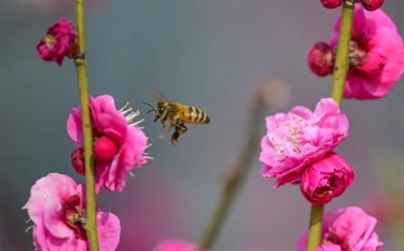 春风拂面，梅花绽放——洛阳赏梅热潮再度来袭