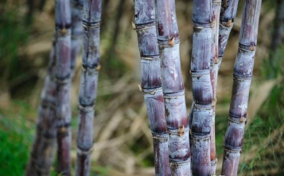 一根甘蔗六味药：揭秘甘蔗的健康奥秘与食疗价值