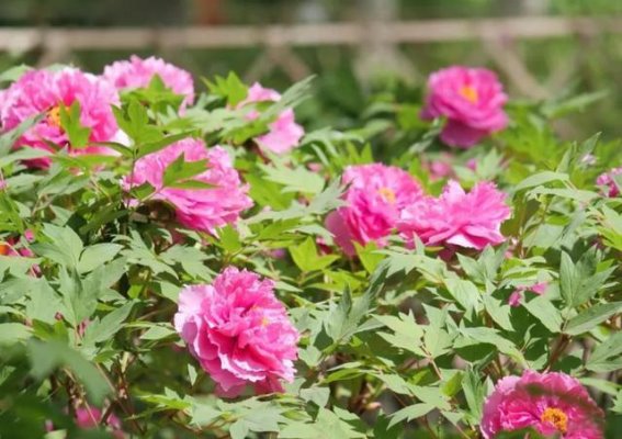 牡丹盛放醉春风——走进顺义仁和公园第十届牡丹花展