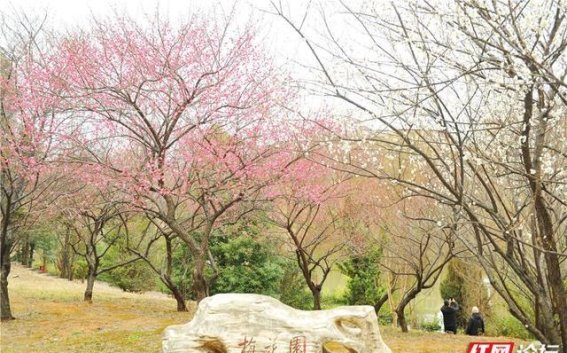 梅花飘香，温暖冬日：湖南科技大学梅花园赏梅之行