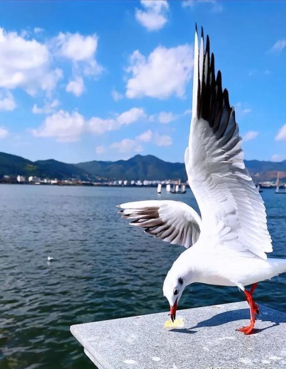 在昆明的48小时：与海鸥共舞，探访花市，慢生活治愈心灵