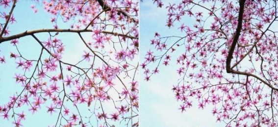 探索杭州植物园的天目玉兰：春日盛放，错过再等一年