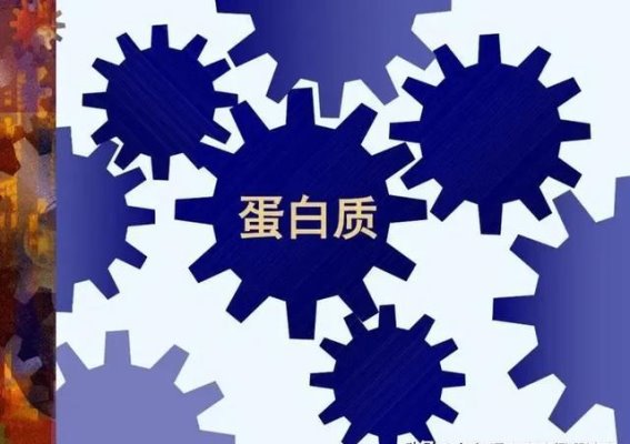 老年人能否吃柿子？健康饮食的智慧与选择