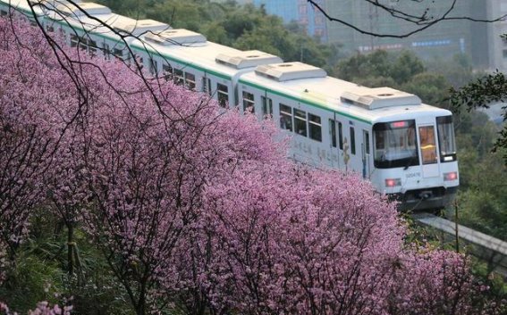 春日出游计划重庆春季旅游超全攻略，一场山水与烟火的双重奏