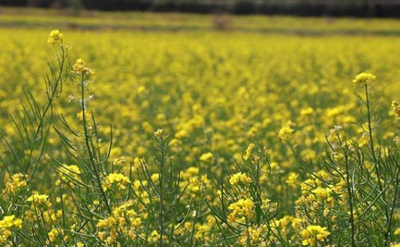 潞城区油菜花海：春风拂面，金黄染野