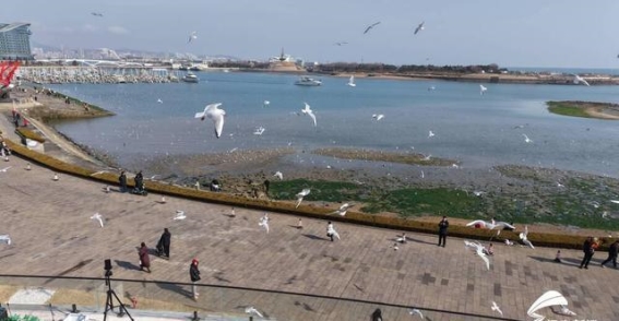 在日照奥林匹克水上运动公园，海鸥的翩跹舞步