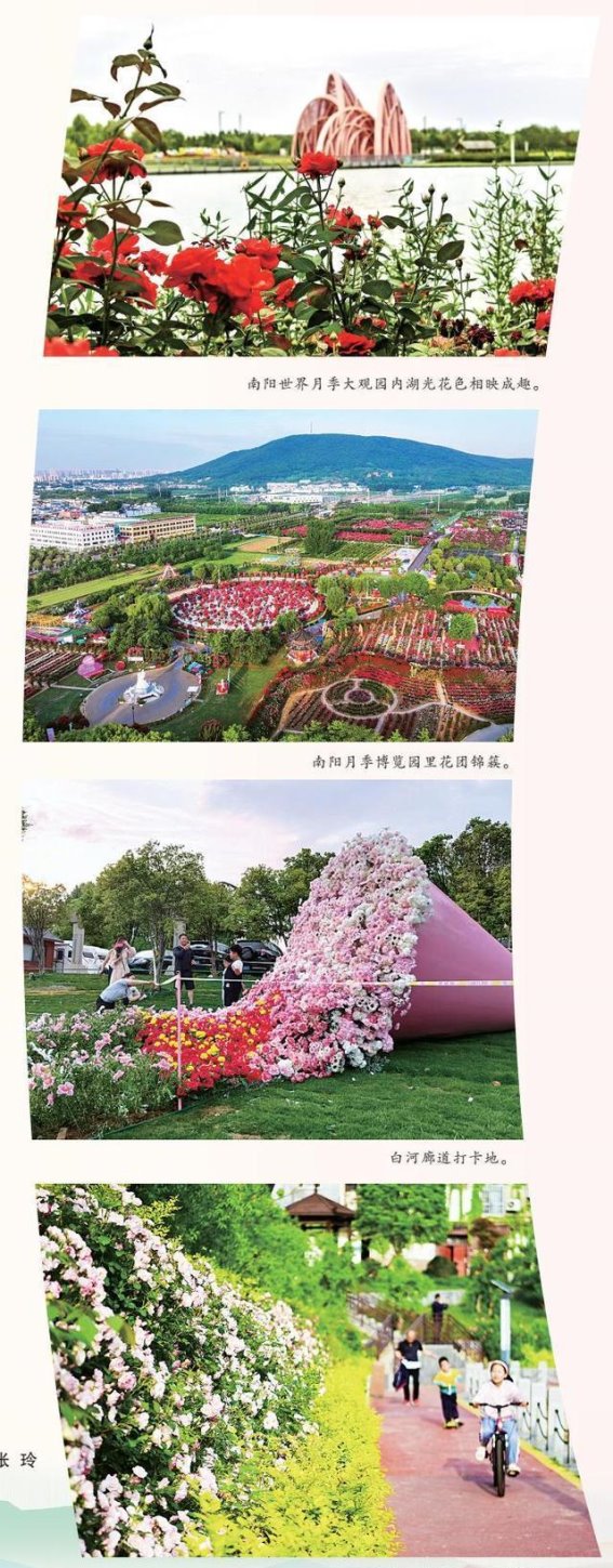 春风拂面，月季花开迎客来