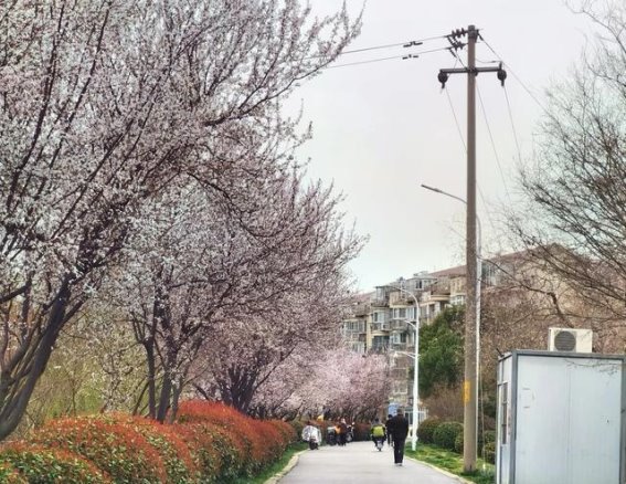 紫叶李花开，春光满园